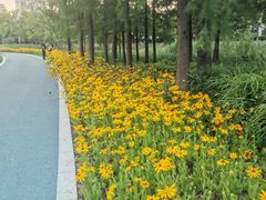 -昆山城市生态森林公园