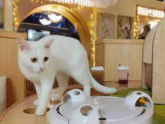 -猫和宫(六道口店)