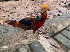 -泉州海丝野生动物世界