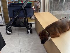 -瑞鹏宠物医院·超声·骨科·奇麟分院(蜀都万达店)