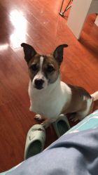 -复旦大学附属妇产科医院(杨浦院区)