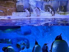 -海合安成都极地海洋公园