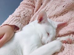 -喵的天空名猫咖啡馆·撸猫·猫舍·用品