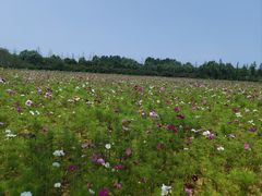 -日照海滨国家森林公园
