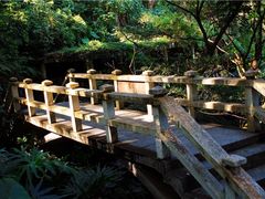 景点-银湖山郊野公园-相思林