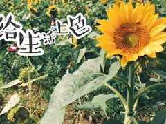 -上海都市菜园