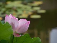 -陈家山荷花公园