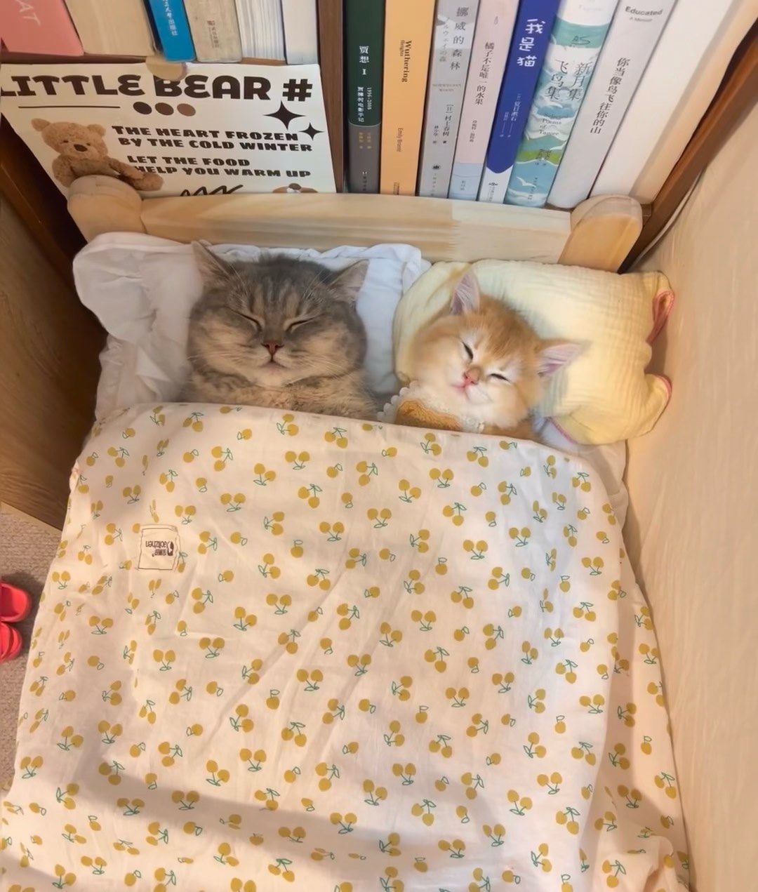 小猫床上呼呼大睡