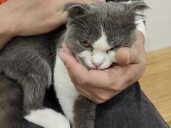 -李小姐の猫咖啡馆(五角场店)