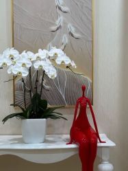 -JUVA欧华医美连锁