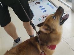 -宠福鑫康馨动物医院·骨科·眼科