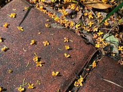 -洛阳市隋唐城遗址植物园