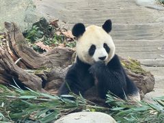 -都江堰中华大熊猫苑