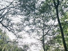 -姑婆山旅游区