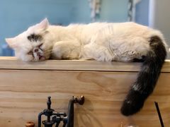 -平行世界·猫咖(首经贸店)