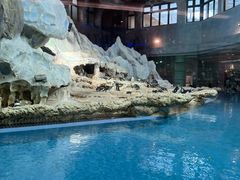 -帝企鹅自助餐厅•儿童岛•真企鹅(长隆企鹅酒店)