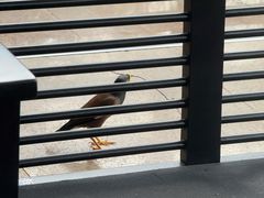 -亚龙湾喜来登·美景台大堂吧