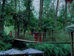 -合肥滨湖国家森林公园