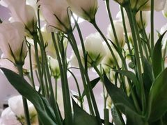 -循礼门鲜花花市(武汉循礼门店)