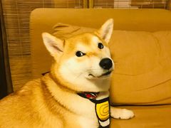 -柴务处·柴犬主题狗咖