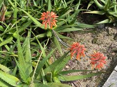 -深圳仙湖植物园