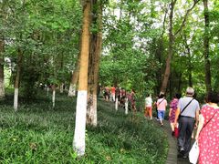 -桤木河湿地公园