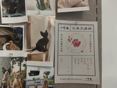 -山宅一喵德文卷毛猫舍