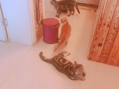 -名猫咖啡馆·撸猫·拼豆