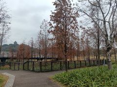 -王借岗森林公园