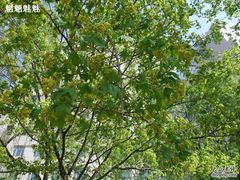 -北京大学肿瘤医院