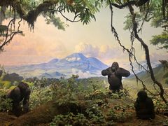 -美国自然历史博物馆