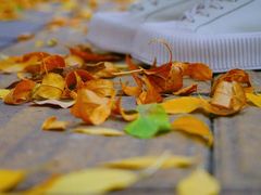 -三里屯东五街银杏大道