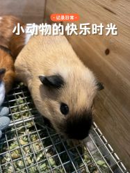 -神奇动物撸宠馆·羊驼·小浣熊·异宠(豫园店)