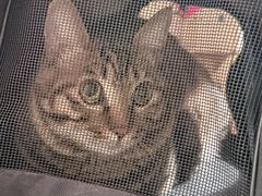 -小伙伴宠物医院•急重症转诊中心·老年专科·犬猫全科(北大街总院)