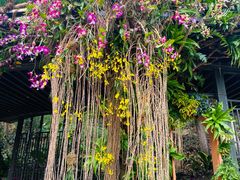 -深圳仙湖植物园