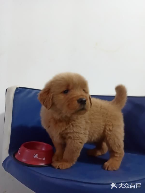 店里面的宠物都是可以售卖的，还都很健康