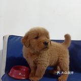 店里面的宠物都是可以售卖的，还都很健康