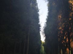 -武陵山森林公园