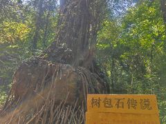 -莫里热带雨林景区