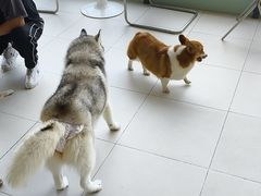 -怪兽屋·羊驼·猫咖·狗咖(俊华广场店)