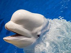 -海合安武汉极地海洋公园