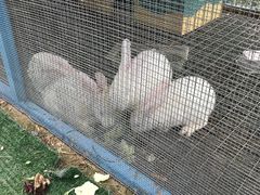 -廊坊固安福朋喜来登酒店