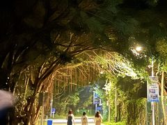 -西涌国际滨海旅游区