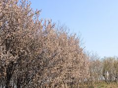 -石家庄市植物园