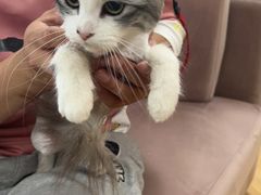 -喵百万·布偶·蓝金金渐层英短·猫舍(百子湾店)