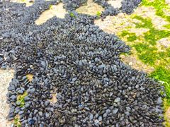 -日照灯塔风景区