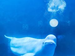 -海合安天津极地海洋公园