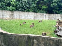 -合肥野生动物园