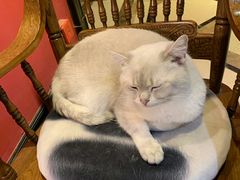 -猫色咖啡·猫咖