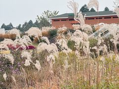 -空港花田景区